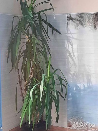 Комнатные цветы кофе,юкка