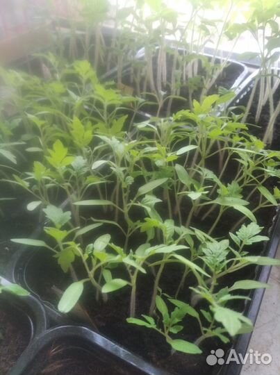 Рассада помидор