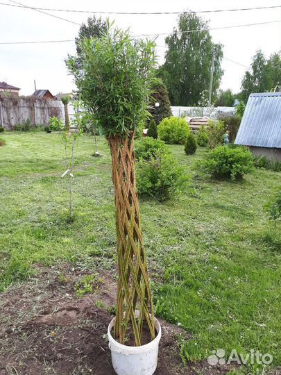 Пальма из ивы