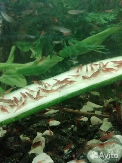 Аквариумные креветки