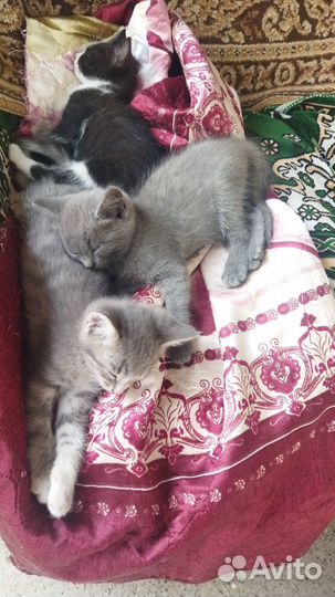 Кошка в дар