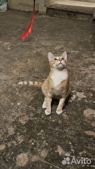 Котёнок в добрые руки