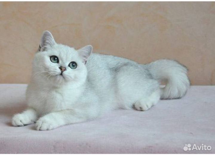 Продам кошку