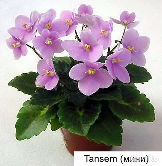 Фиалки сортовые(много цветущих)