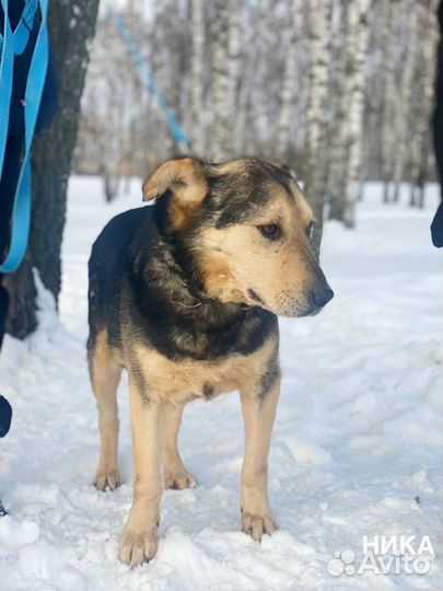 Собака в добрые руки