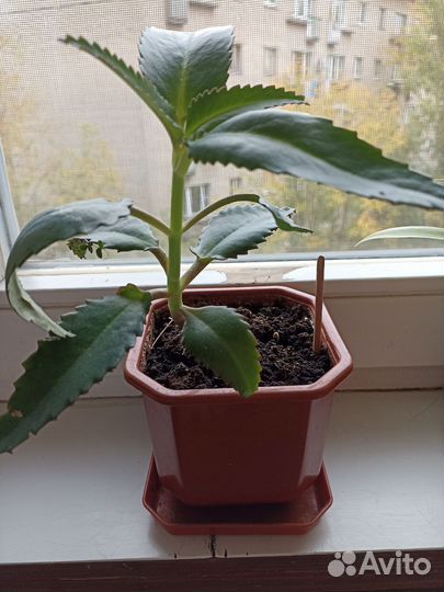 Каланхоэ лечебное