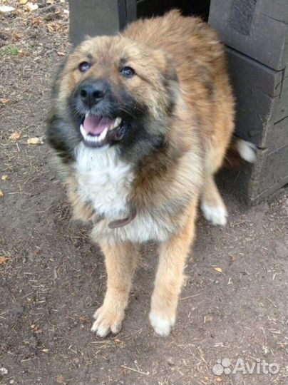 Кавказская овчарка