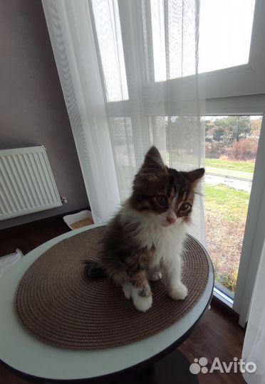 Котенок