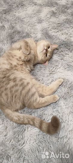 Британская кошка вязка