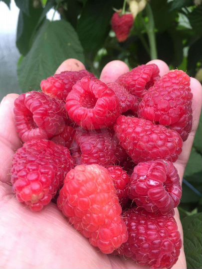 Участок 4,8 га (СНТ, ДНП)