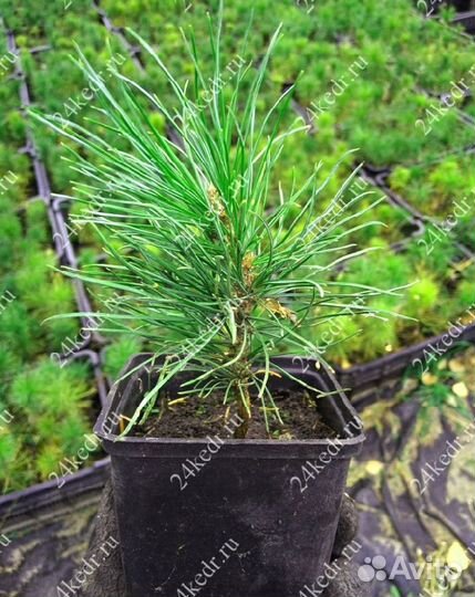 Сибирский кедр. Саженцы