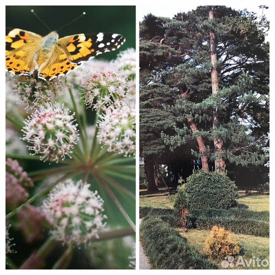 Ленин,Н.Павлова редкие книги-фотоальбомы