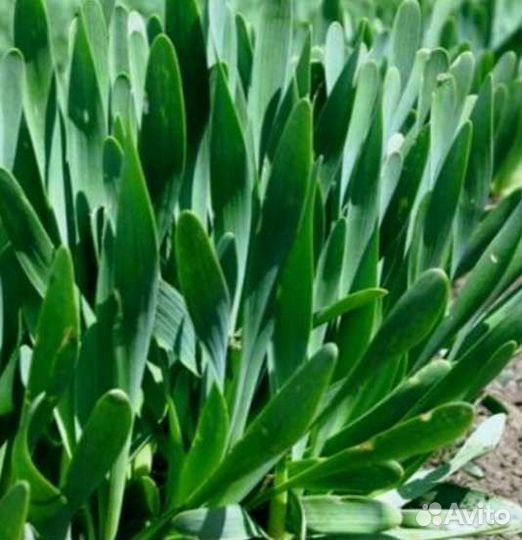 Лук слизун и шнитт