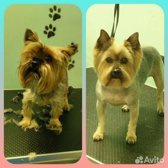 Стрижка собак и кошек(груминг)