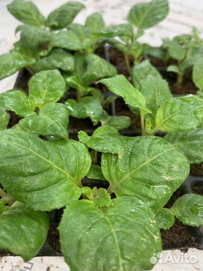 Цветы в ассортименте укоренённый черенок