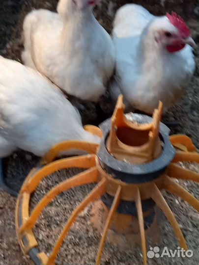 Курочки и петушки бресс Гальский