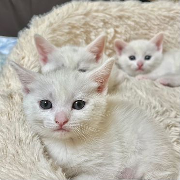 Турецкая ангора котёнок