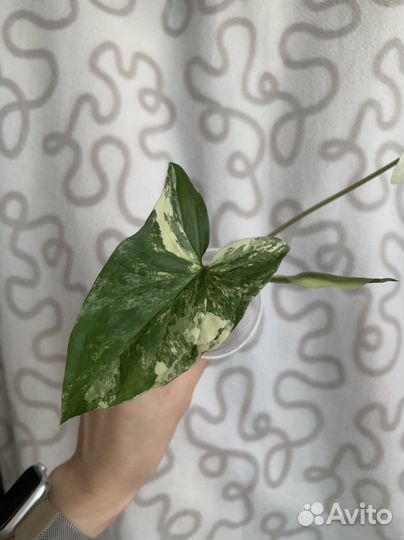 Сингониум альба