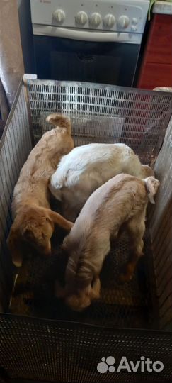 Козлята, родились 7 марта