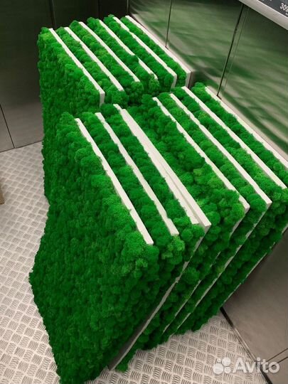 Стабилизированный мох, ягель, кочка, пласт, панно