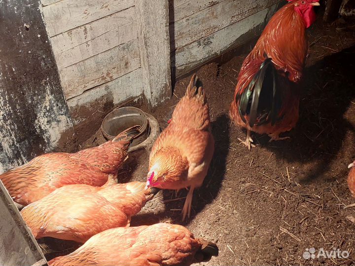 Инкубационное яйцо, цыплята Кучинская юбилейная