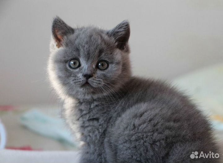 Британские котята