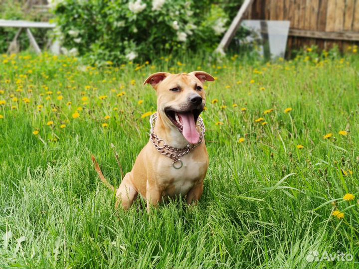 Питбуль (вязка)