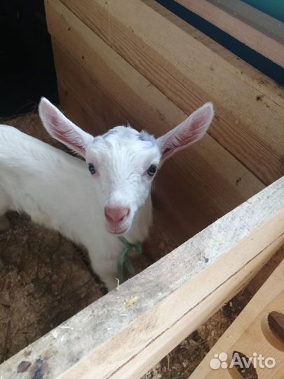 Обезроживание козлят