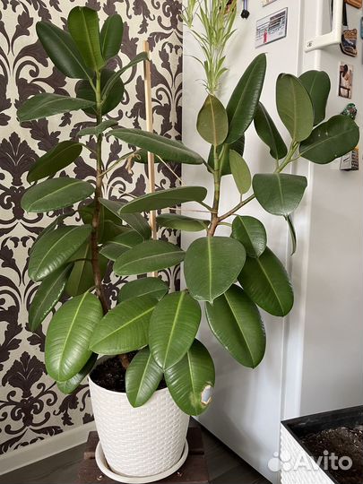 Фикус 83 см с горшком