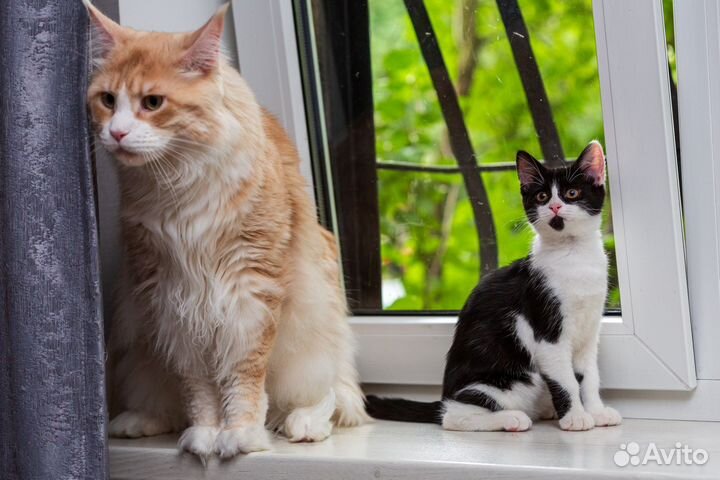 Котенок девочка