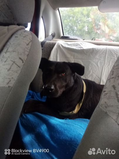 Собака в добрые руки