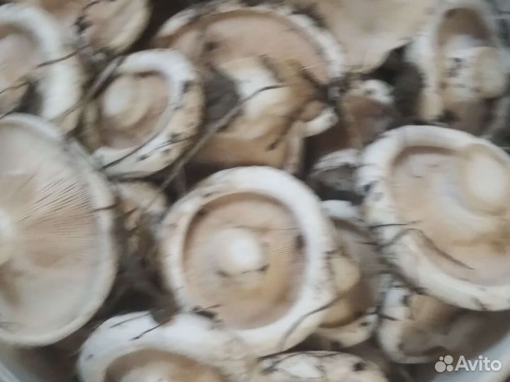 Лесные грибочки,грузди,лисички,белые,подосиновики