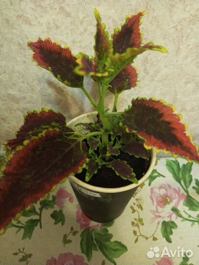 Комнатные цветы