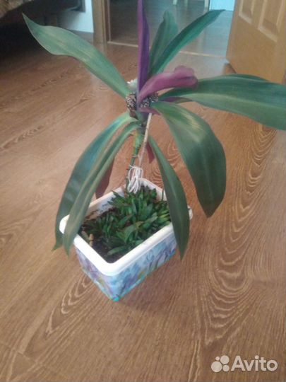 Комнатные цветы растения разные