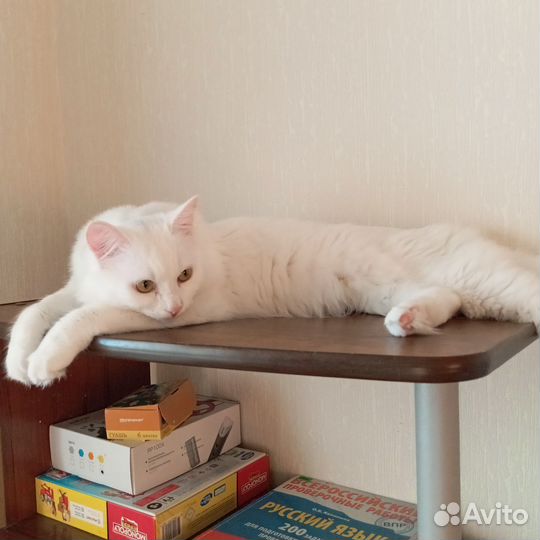 Отдам котика в добрые руки