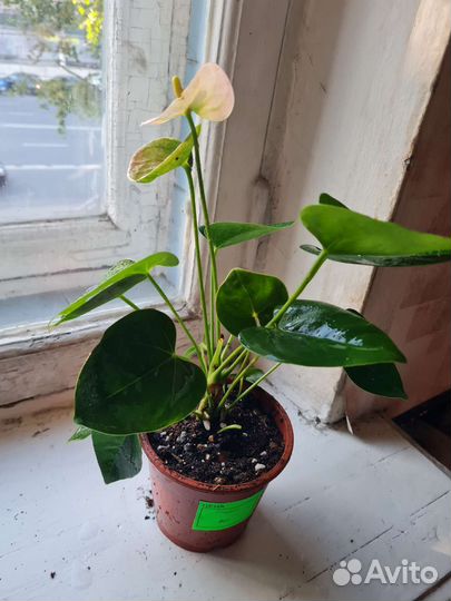 Антуриум спирит