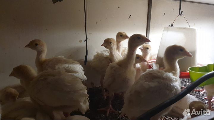 Продаем цыплят