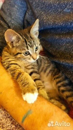 Милейший малыш. Добрый, ласковый, игривый 4 мес