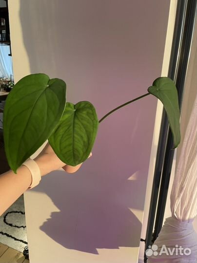 Сингониумы сортовые