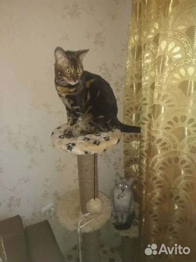 Бенгальский кот