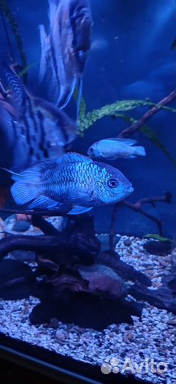 Рыбки цихлиды