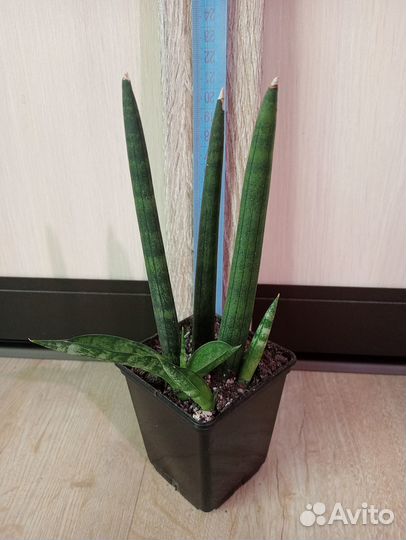 Комнатные растения, цветы. Сансевиерия разная
