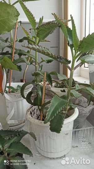 Каланхоэ лечебное