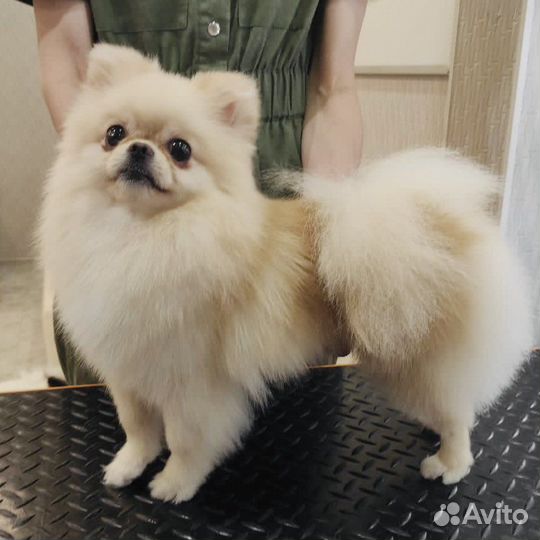 Груминг. Стрижка собак. Ищу моделей