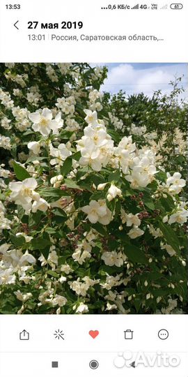 Жасмин (чубушник)