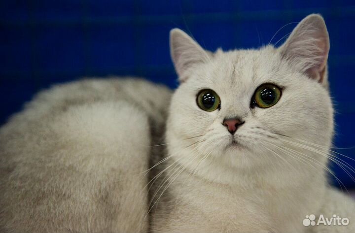 Вязка шотландец