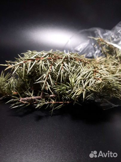 Можжевельник лесной. Ветки