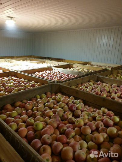 Хранение яблок