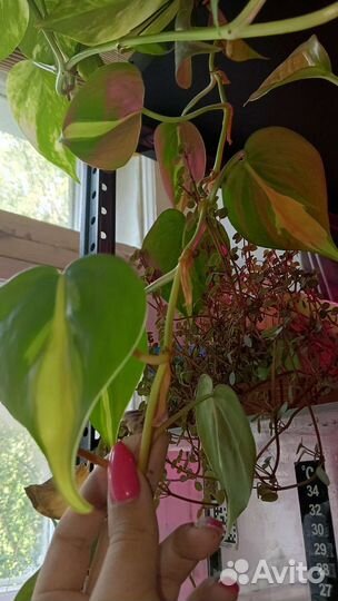 Комнатные лианы