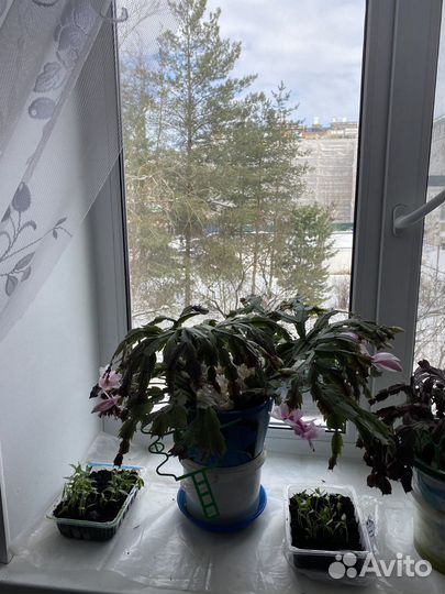 Цветок декабрист